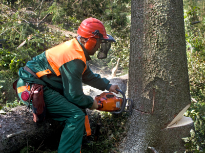 A man cutting a tree with a chainsaw