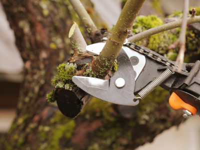 A pair of pliers are attached to a tree