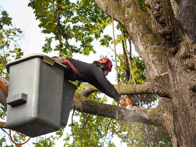 A man cutting a tree with a chainsaw