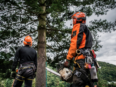 Two men in orange and black work on a tree