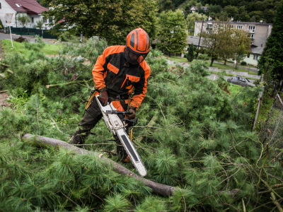 A man with a chainsaw cutting a tree