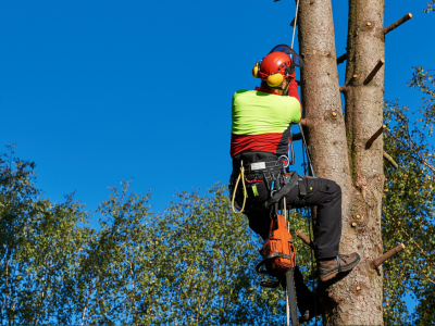 A man is climbing up a tree with a harness