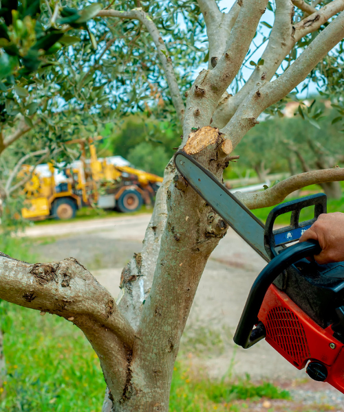 A man is cutting a tree with a chainsaw