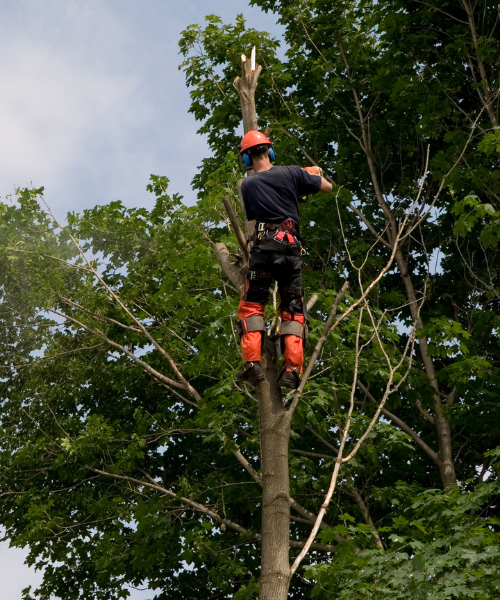 A man in an orange helmet is climbing up a tree