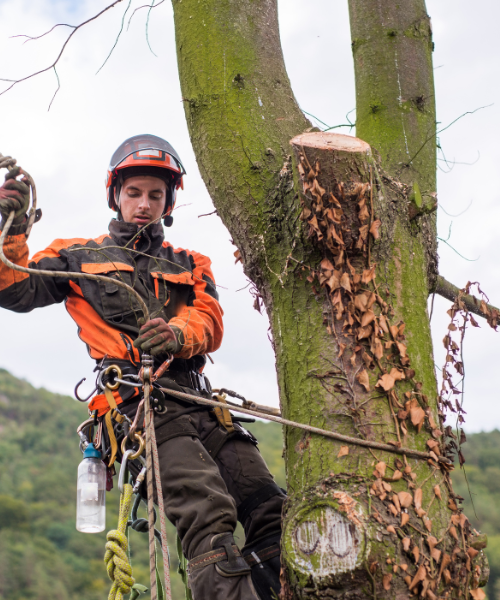 A man climbing up a tree with a helmet on