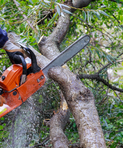 A man cutting a tree with a chainsaw